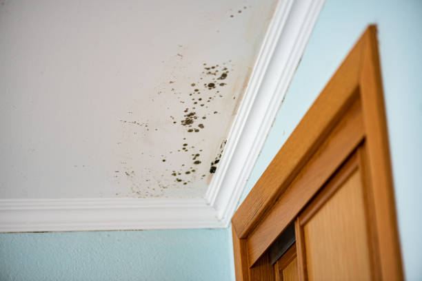Attic Mold Removal in Troup, TX